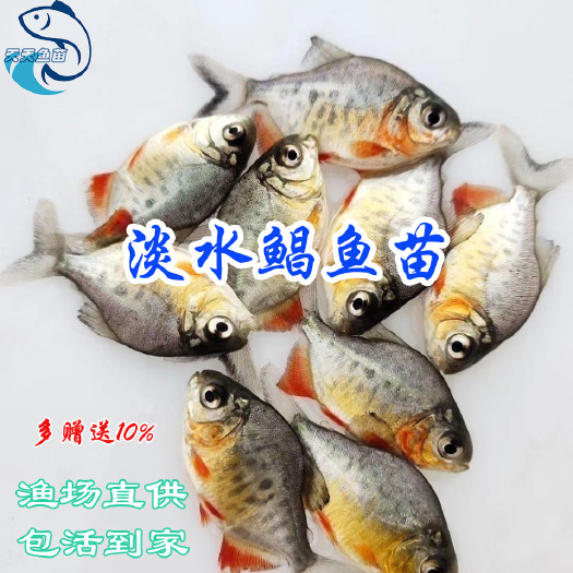 广州淡水鲳鱼苗|红鲳鱼白鲳鱼|红腹鲳苗|食人鲳鱼苗