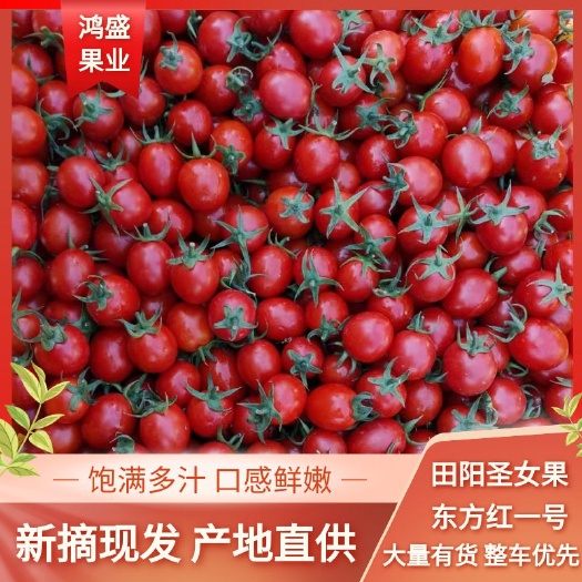 百色田阳圣女果，