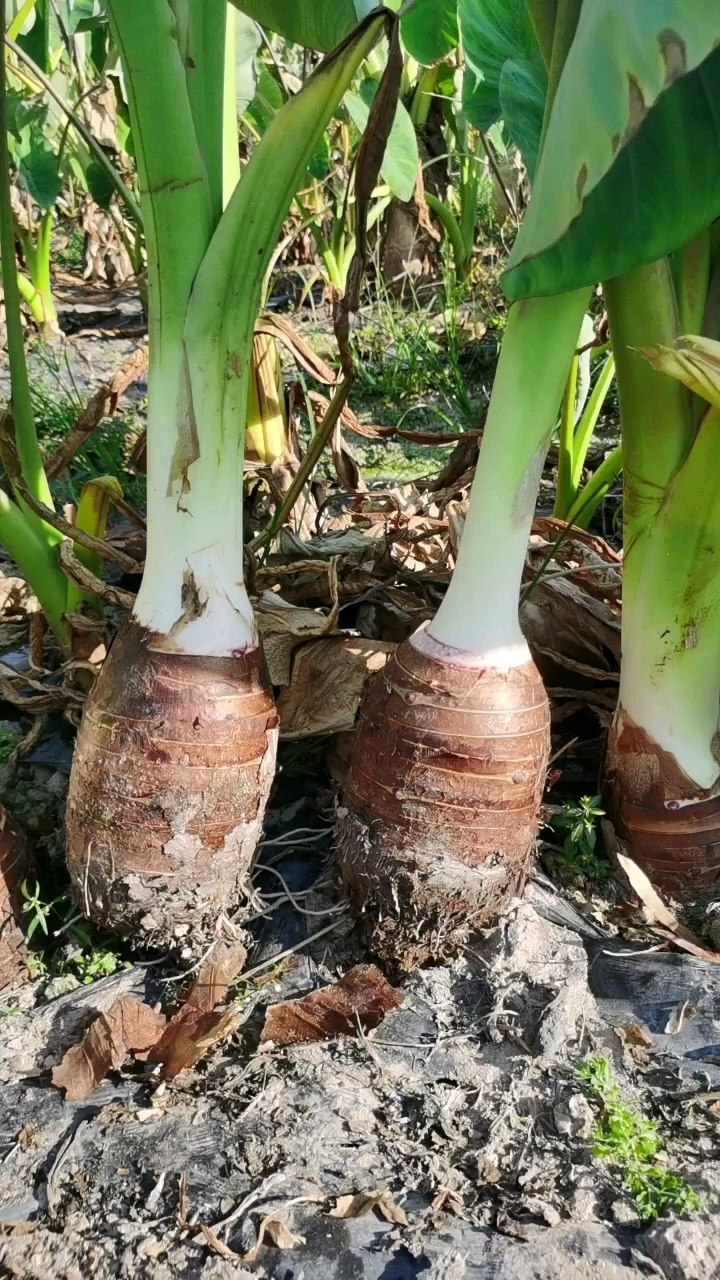 荔浦芋头香糯粉槟榔芋而名扬四海