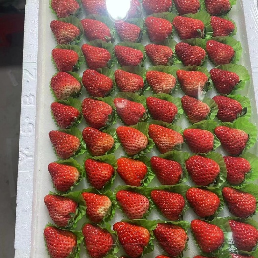 会泽县云南夏季草莓,电商,市场,商超！烘焙