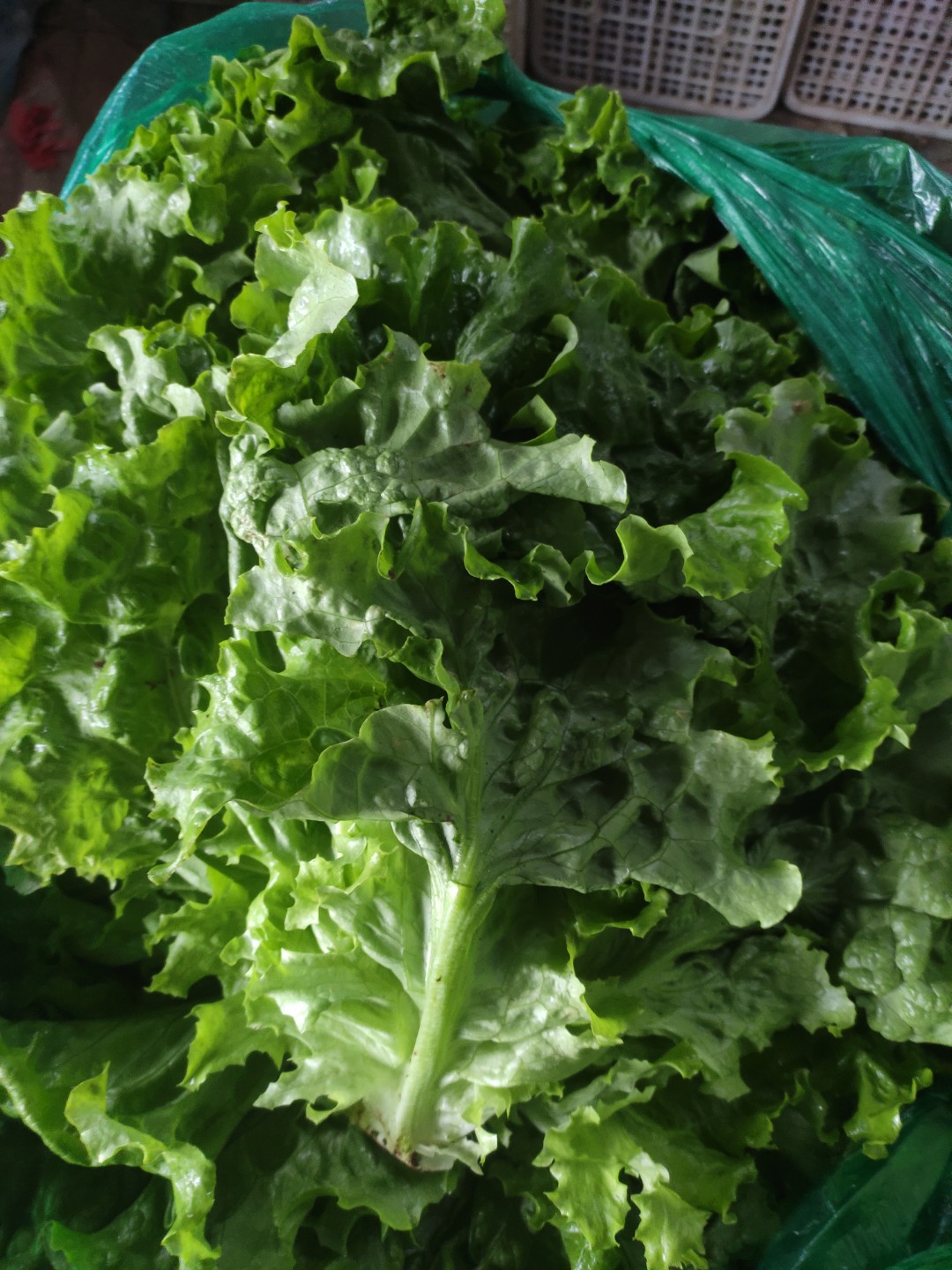 生菜大量上市中，单棵重1斤左右，质量有保证！诚信经营