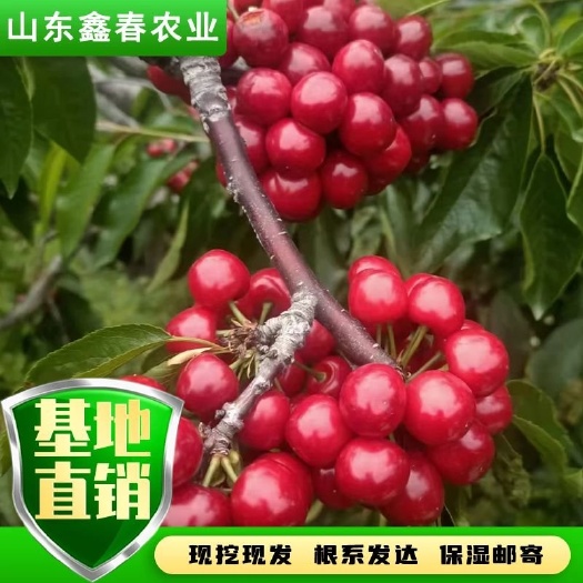 泰安基地现挖现卖品种齐全吉塞拉矮化黑果车厘子大樱桃树苗美早拉宾斯