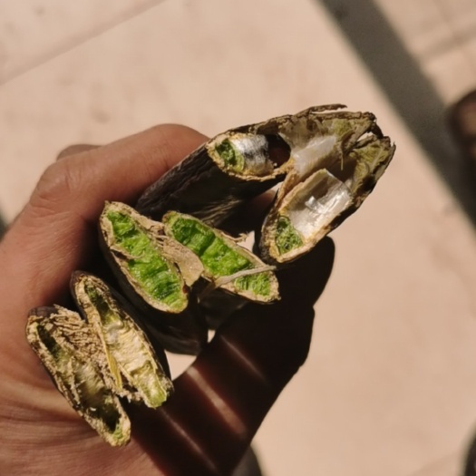 皂角皂荚段