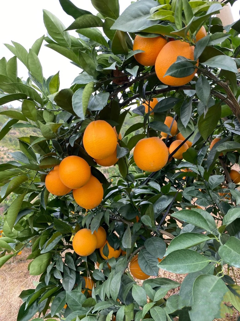 赣南脐橙批发 甘甜清口不甜不要钱