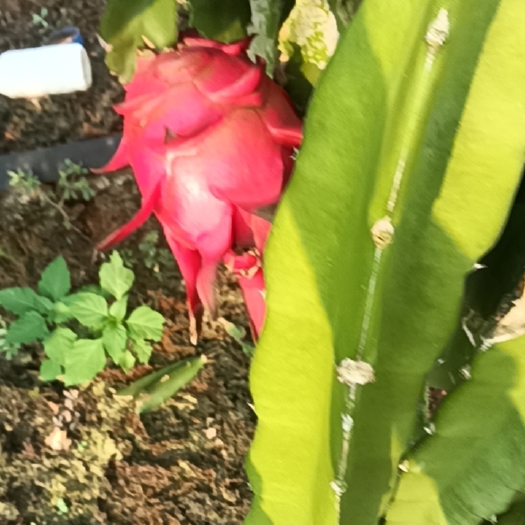 遂溪县红心火龙果，金都，红宝龙