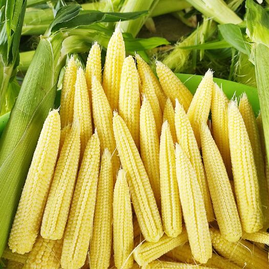 横州市大量供应广西水果甜玉米笋，产地一手货长期供应，专业产地代办