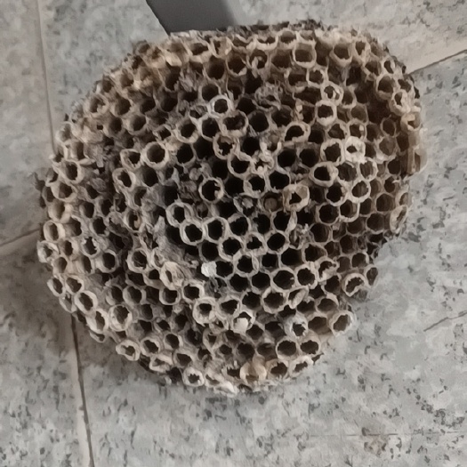 扬州蜂房出售