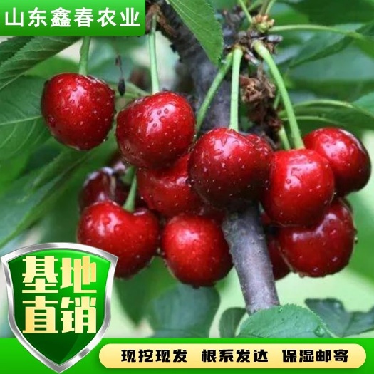 泰安俄罗斯八号齐早瑞德鲁樱三号鲁樱五号科迪亚雷吉娜塔玛拉樱桃苗