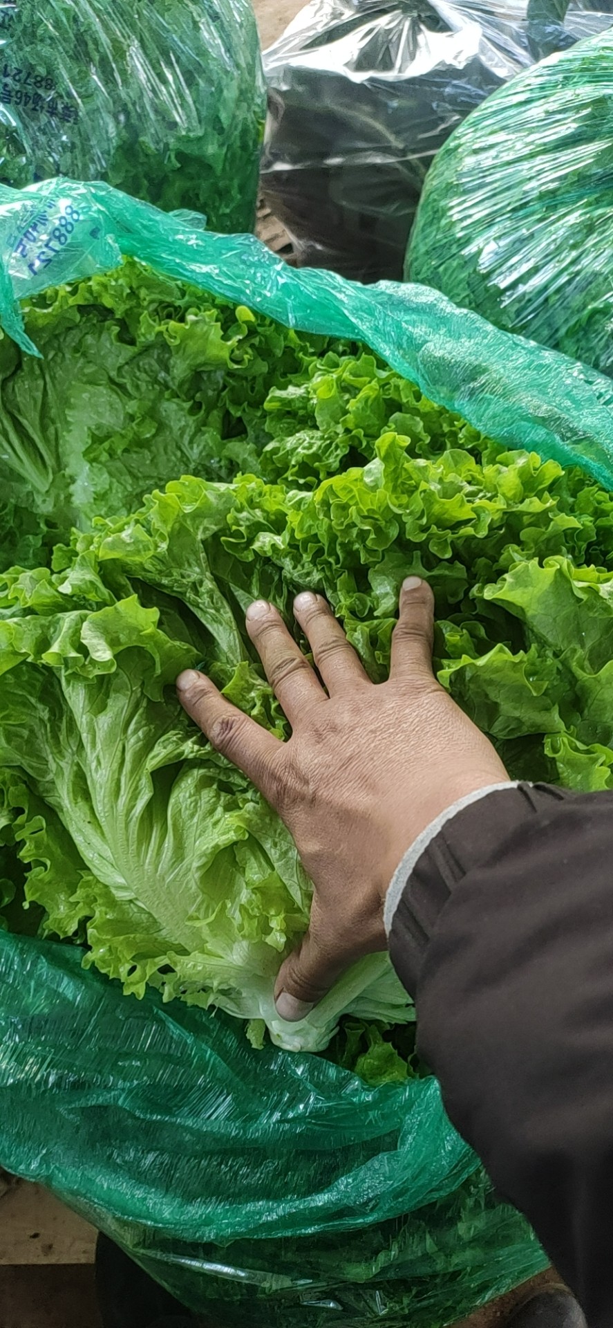 生菜大量上市中，单棵重1斤左右，质量有保证！诚信经营