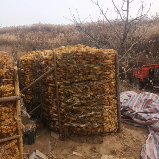 太原22年自产新玉米，没有打粒棒子。