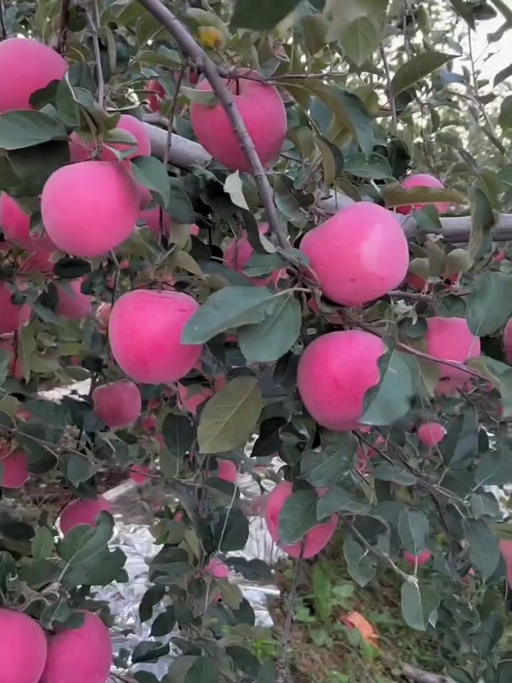 红富士苹果 山东省纸袋 片红 75以上普通货