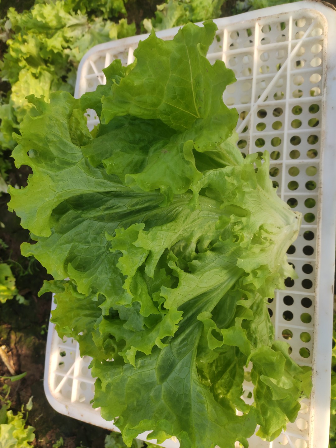 生菜大量上市中，单棵重1斤左右，质量有保证！诚信经营