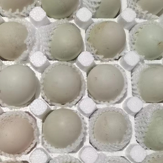 合浦县北部湾红树林海鸭蛋