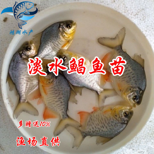 淡水鲳鱼苗 红腹鲳鱼苗 尖牙齿鱼苗 食人鲳鱼苗