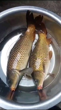 施秉县大鲤鱼