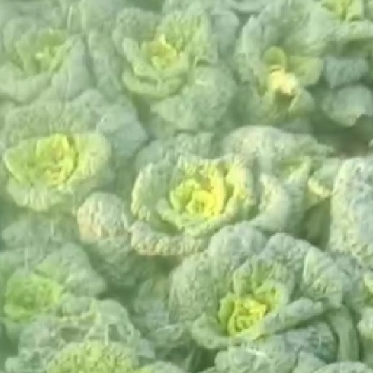 方城县黄心白菜