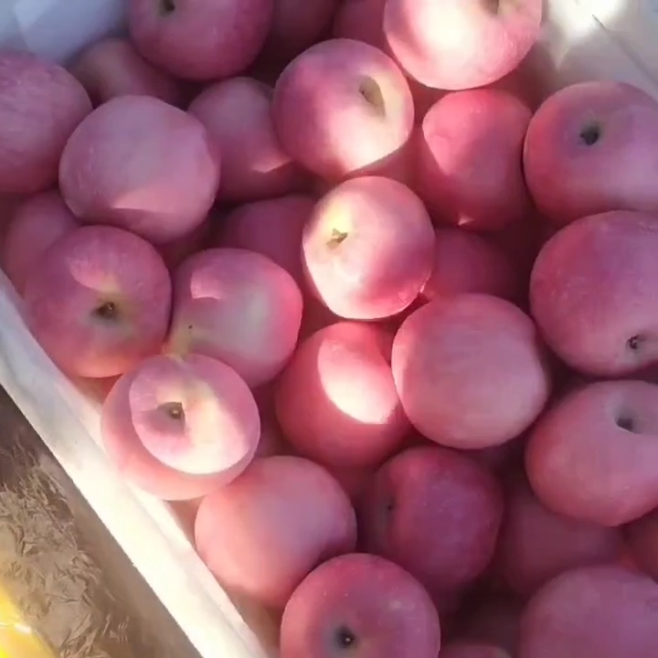 红富士苹果 山东省纸袋 片红 75以上普通货