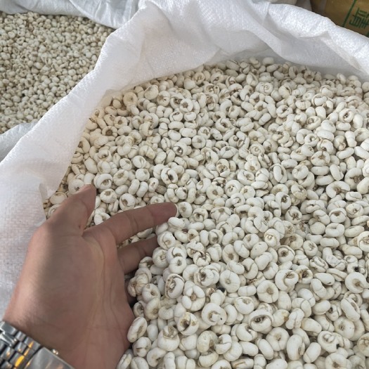 靖宇县精品平贝母，规格齐全产地直发价格优势