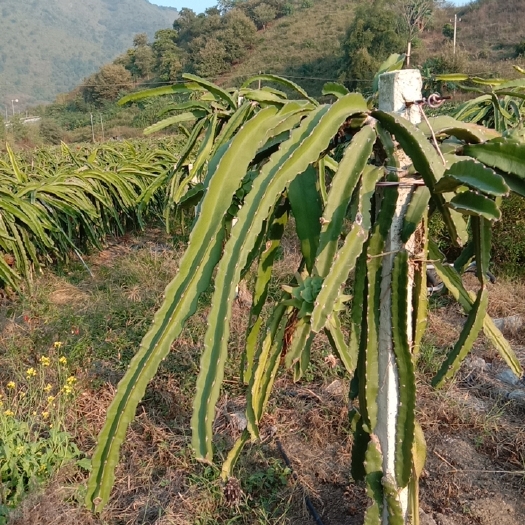 田林县火龙果苗