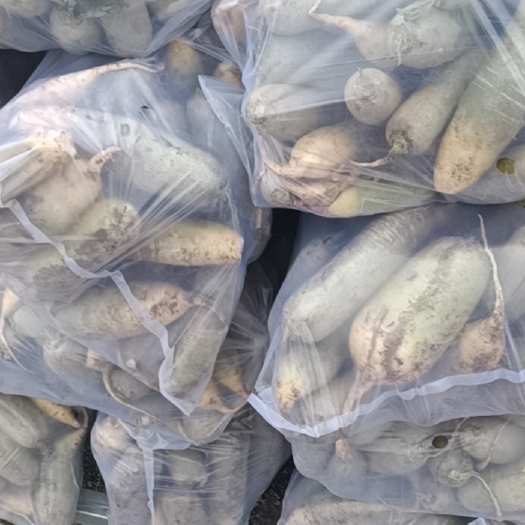 莱西市加工厂用青萝卜