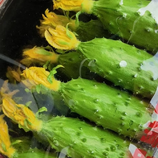 绥中县旱黄瓜