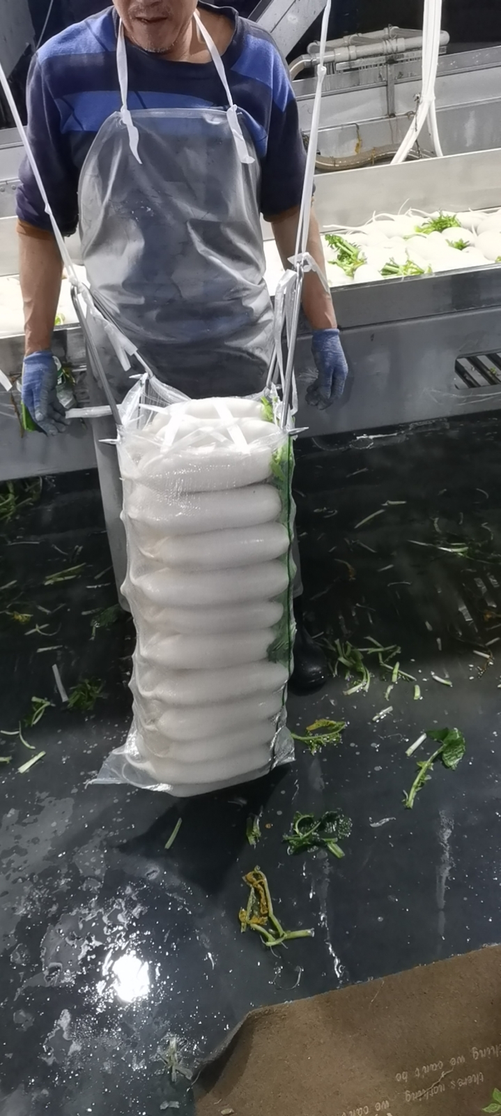 湖北沙洋白萝卜
