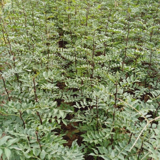 武陟县花椒苗。大红袍花椒苗批发。质量好，价格优。