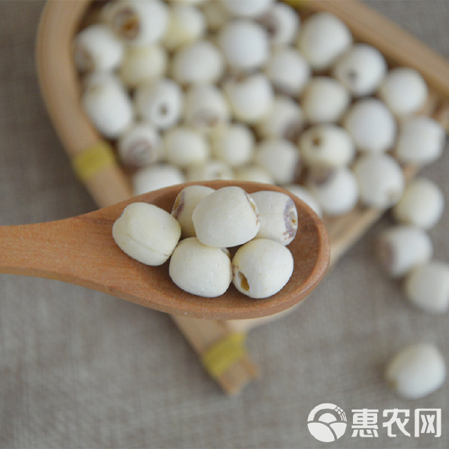 湘潭2023新莲，厂家直供去芯带芯白莲子，粉糯香甜，品质保证