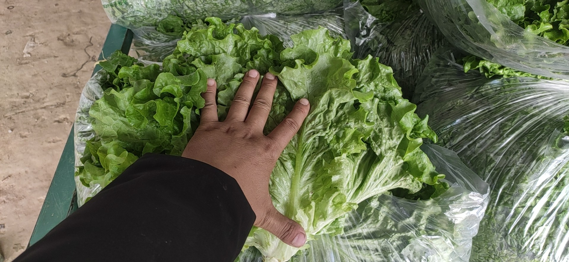 生菜大量上市中，单棵重1斤左右，质量有保证！诚信经营