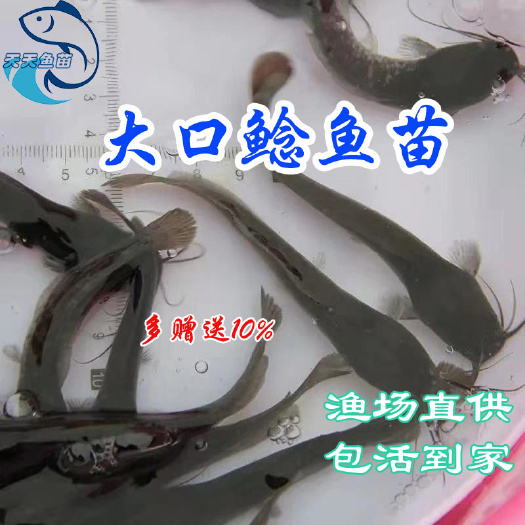 广州大口鲶鱼苗|南方大口鲶鱼苗|土鲶鱼苗|沟鲶鱼苗|路亚鱼