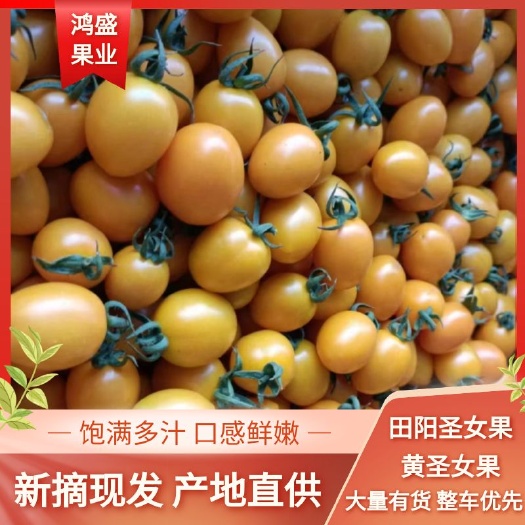 百色黄圣女果