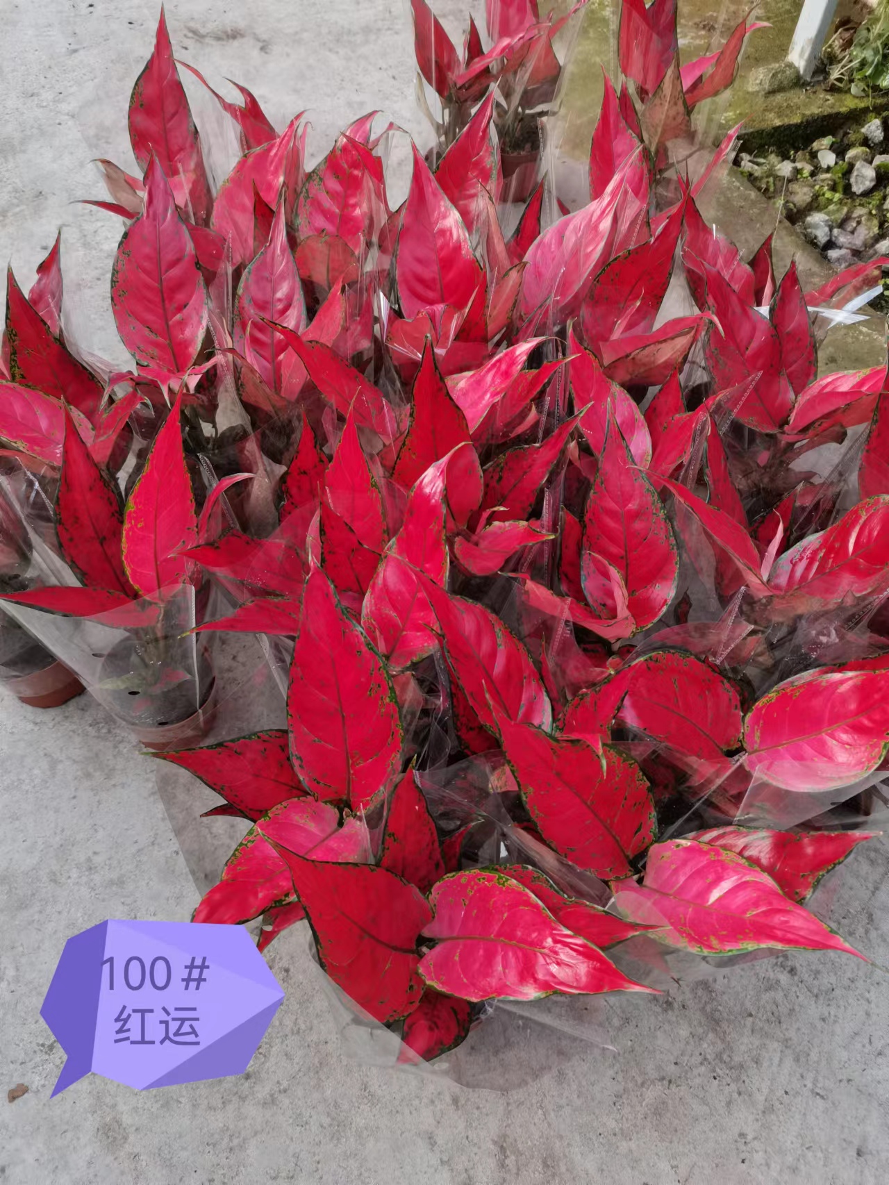 红如意如意吉利红基地直销红如意盆栽产品好全国一件代发物美价廉