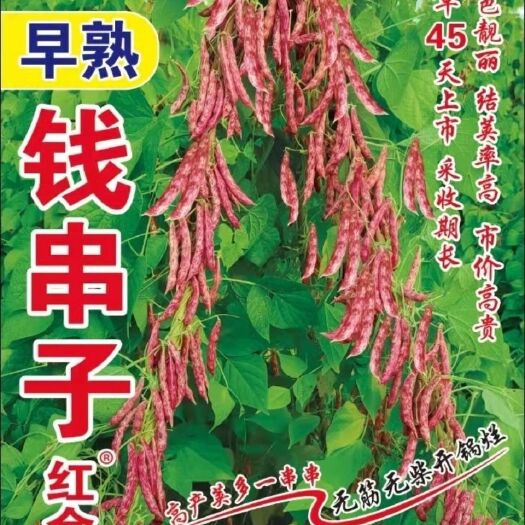扶余市豆角种子