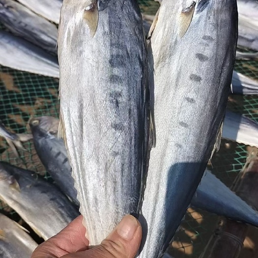 北海鲅鱼干 马鲛鱼干 鲅鱼鱼干 蓝点马鲛 公马鲛海鲜干货