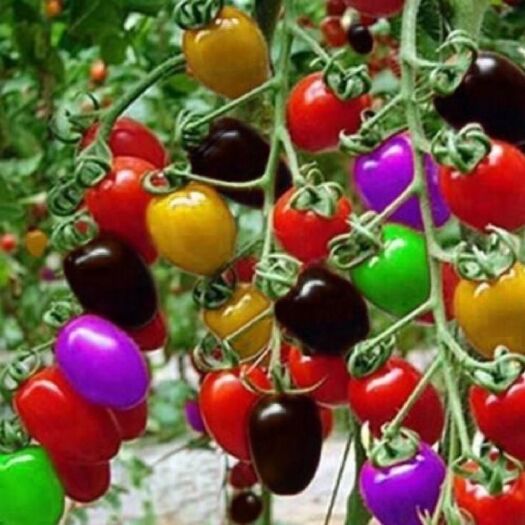 五彩小番茄种子籽多彩圣女果红黄绿紫色多彩番茄小菜园四季蔬菜