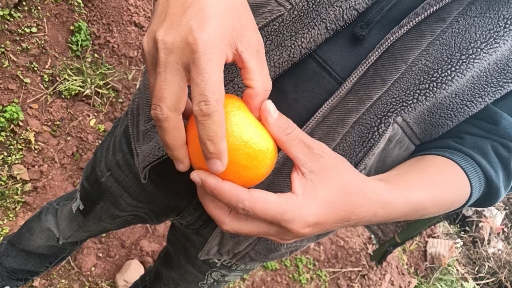 爱媛果冻橙