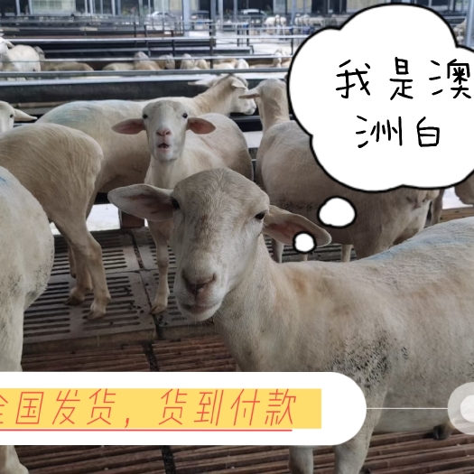 梁山县头胎怀孕澳洲白，澳寒改良两年三窝。抗寒耐热。