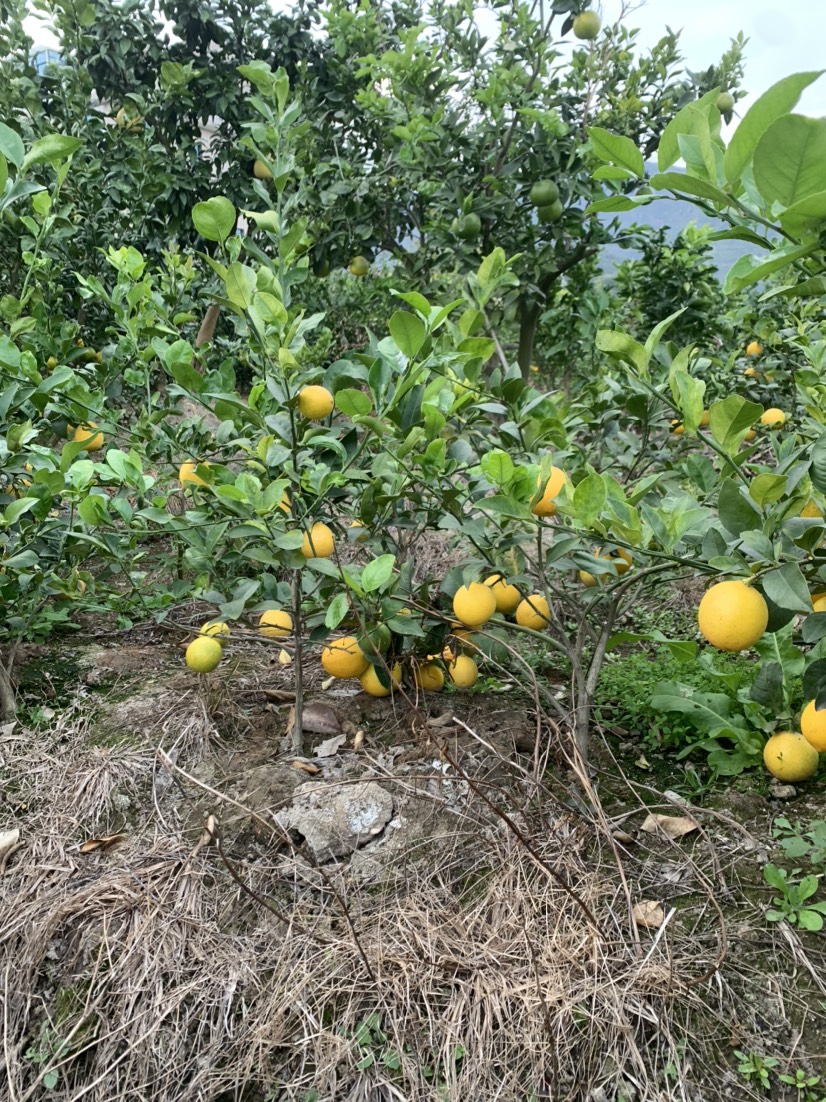 挂果香水柠檬树 果肉饱满多汁，酸度适中，口感清新爽口