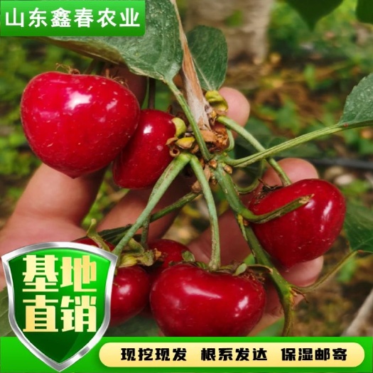 泰安KGB树形345公分樱桃树吉塞拉矮化砧木早结果早丰产管理简单