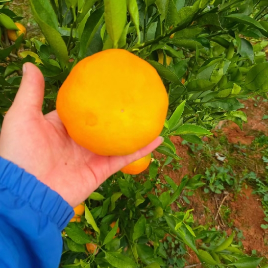 昆明椪柑