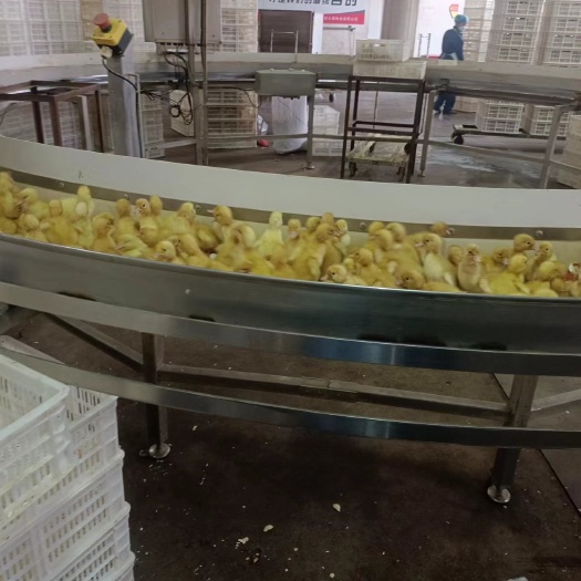 沭阳县樱桃谷鸭苗 樱桃谷肉鸭苗 脱温苗孵化基地直销