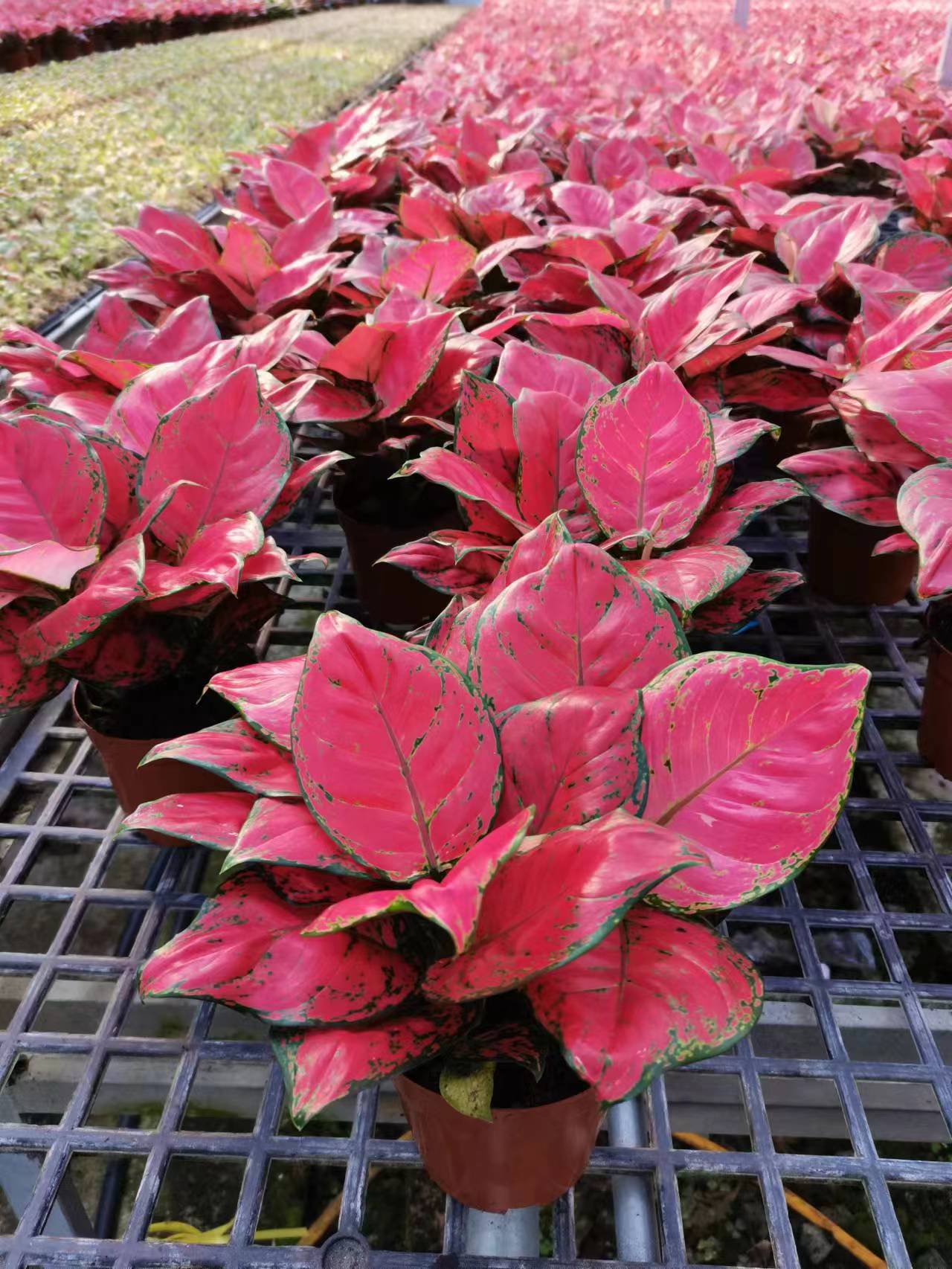 红如意如意吉利红基地直销红如意盆栽产品好全国一件代发物美价廉