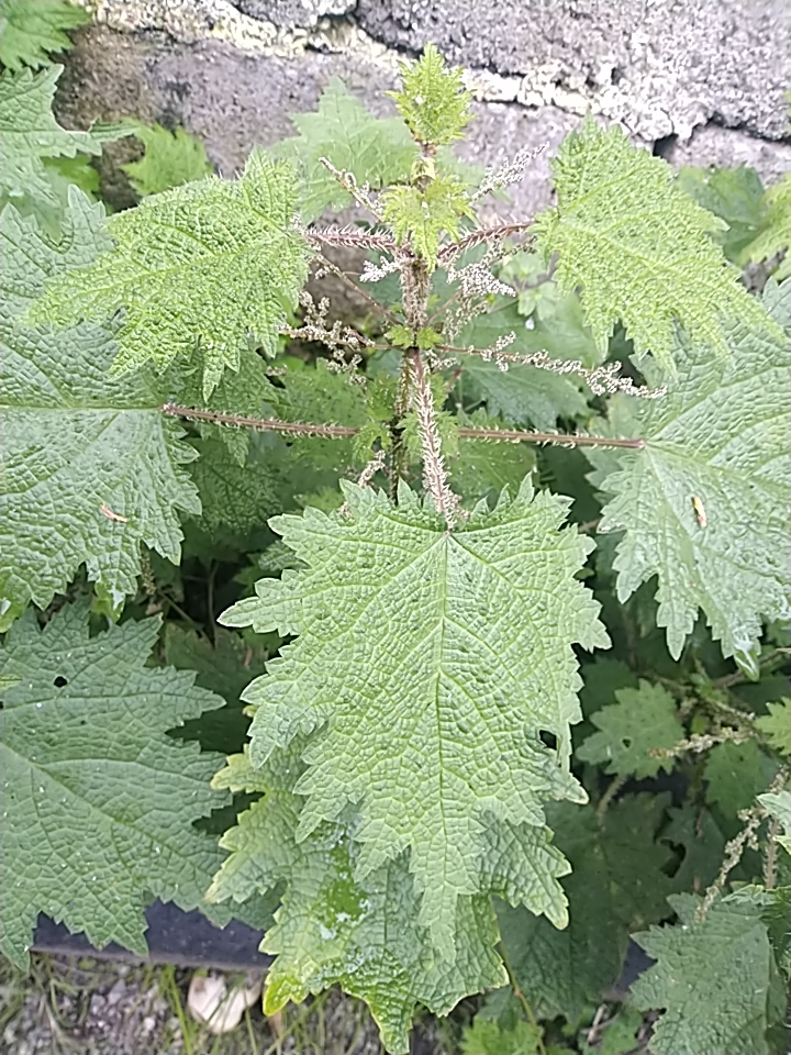 荨麻