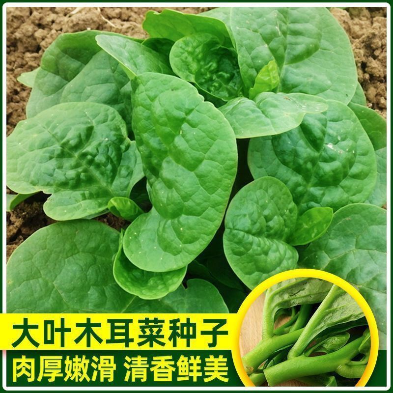 成都大叶木耳菜种子大叶豆腐菜耐热抗病春夏秋庭院盆栽种植蔬菜种子