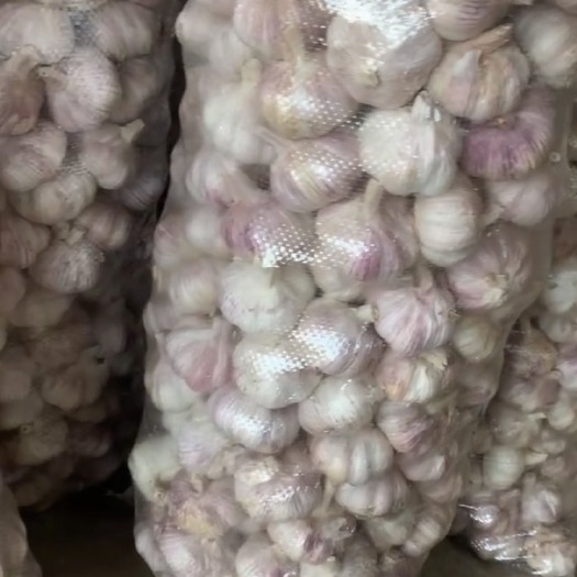 金乡县常年代发 代加工高标紫红皮大蒜  白皮大蒜  产地一手货源直