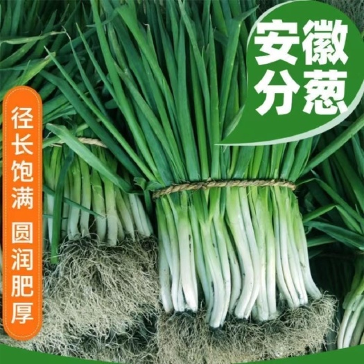 临泉县安徽分葱 农户直供 免代办费