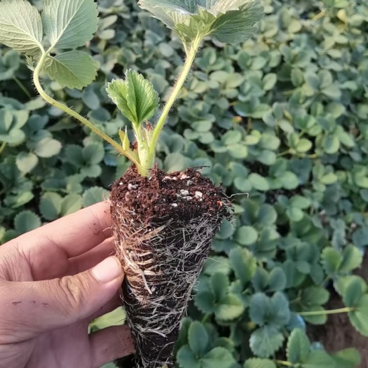 泰安脱毒草莓苗繁育基地，草莓苗穴盘种苗，基质草莓苗种苗批发