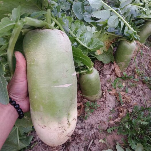 大荔县青萝卜