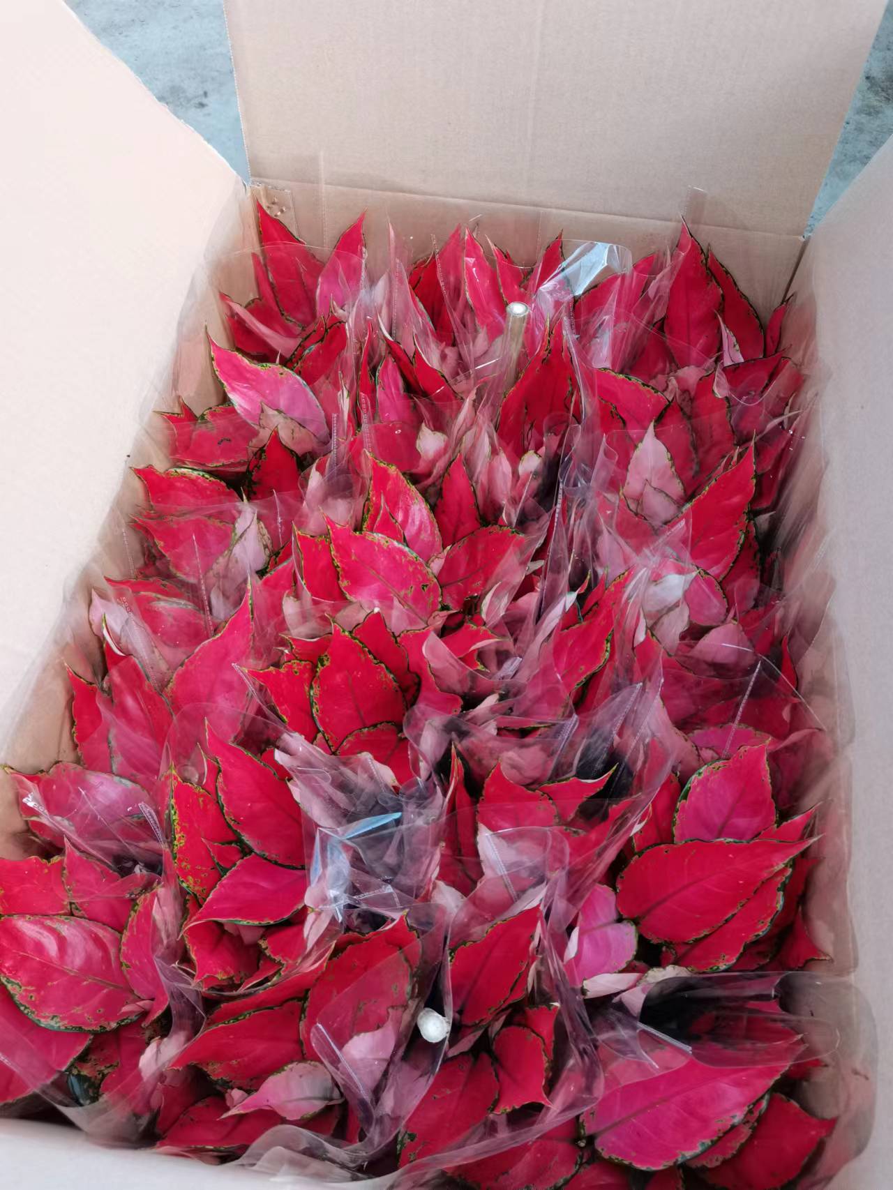 红如意如意吉利红基地直销红如意盆栽产品好全国一件代发物美价廉