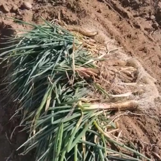 伊金霍洛鄂尔多斯沙地红葱大量出售